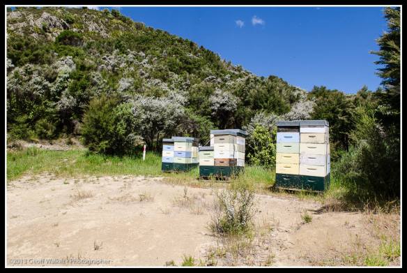 Manuka flowering means lots of hives out and these are from Watson and Son!!