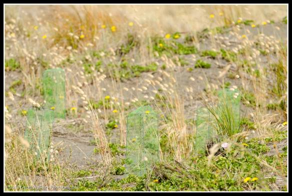 Dunes coming alive again