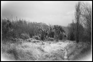 Cabbage tree clearing