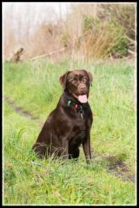 Meg the labrador....